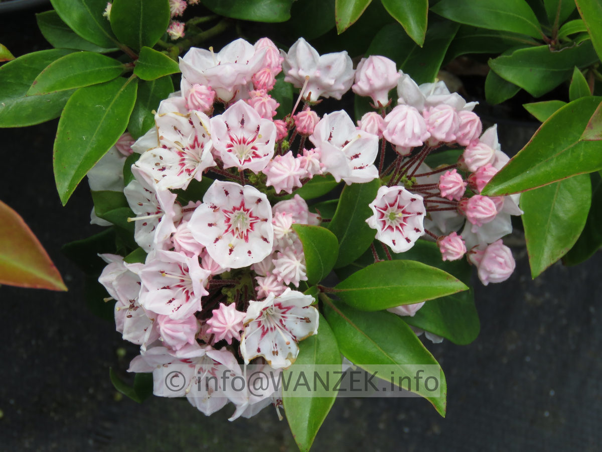 Kalmia latifolia Zebulon 002.JPG